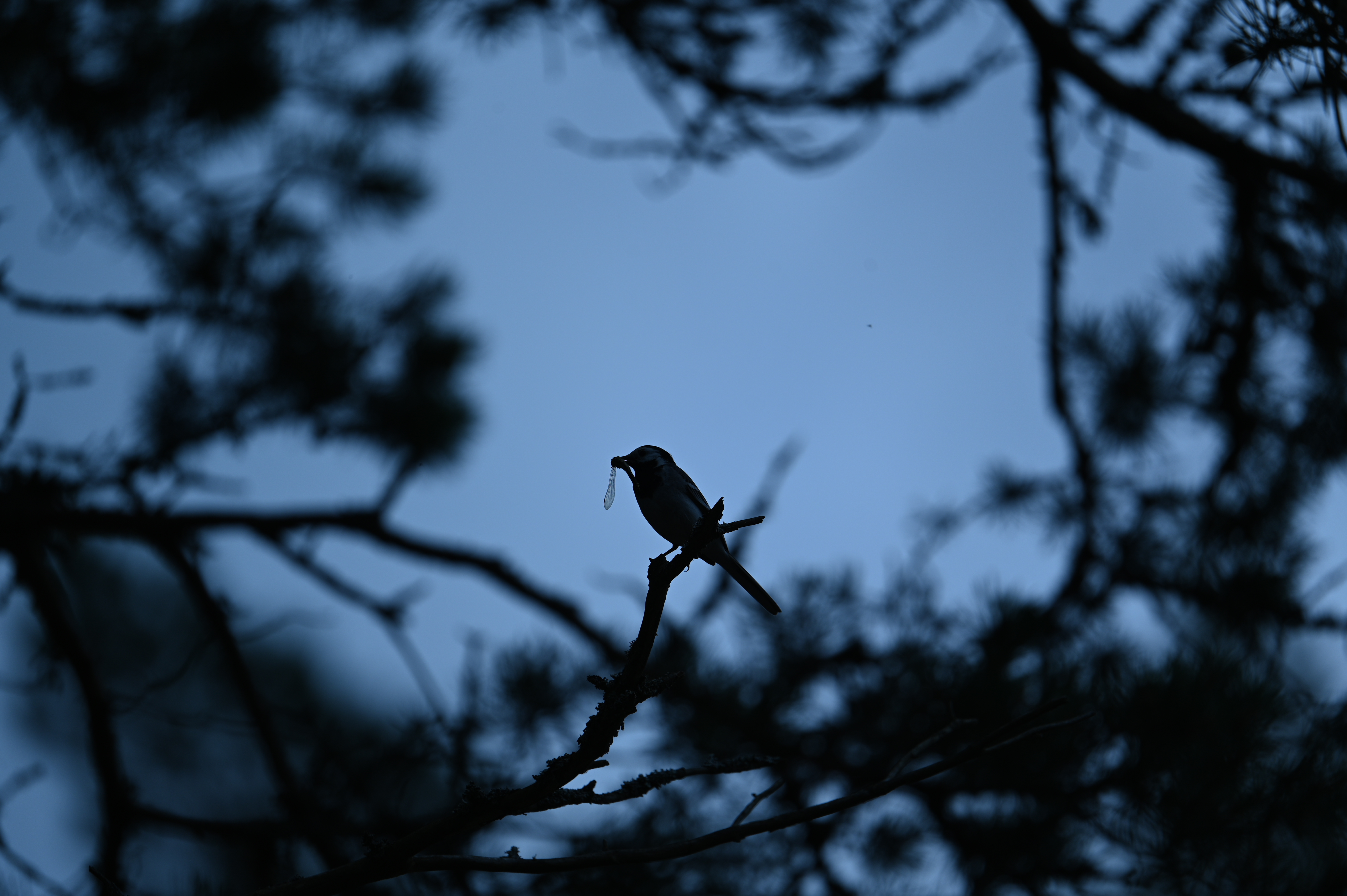 2025/07/09-14 - trip/DSC_0381.JPG